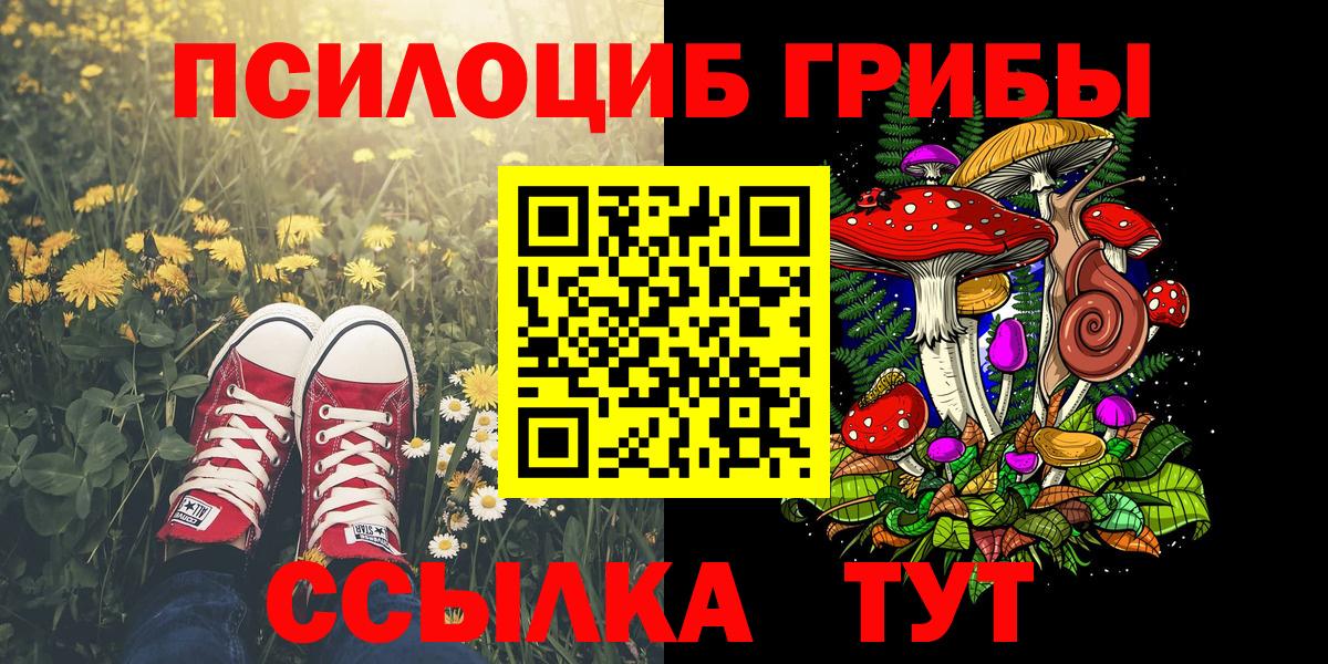 Галлюциногенные грибы Psilocybe Георгиевск